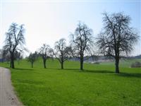 Jonental, Zwillikon